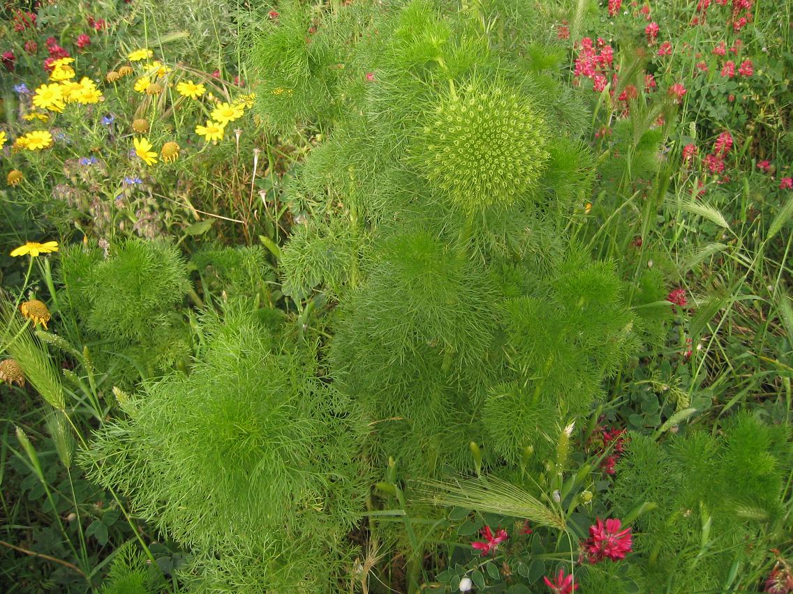 Ammi crinitum / Visnaga italica